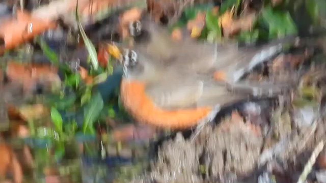 קיכלי נודד - ML646264981