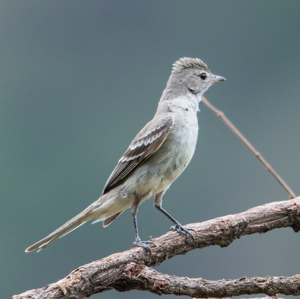 Lesser Elaenia - ML646264982