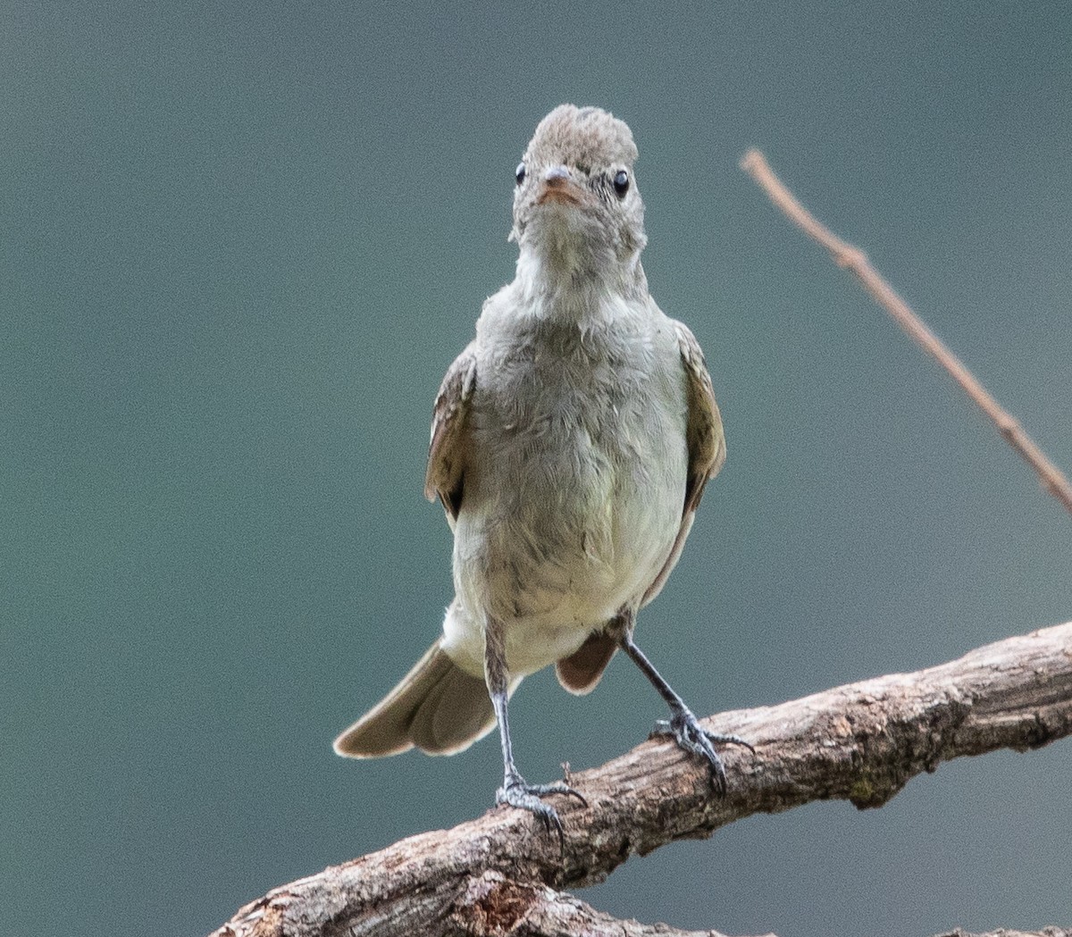 Lesser Elaenia - ML646264983