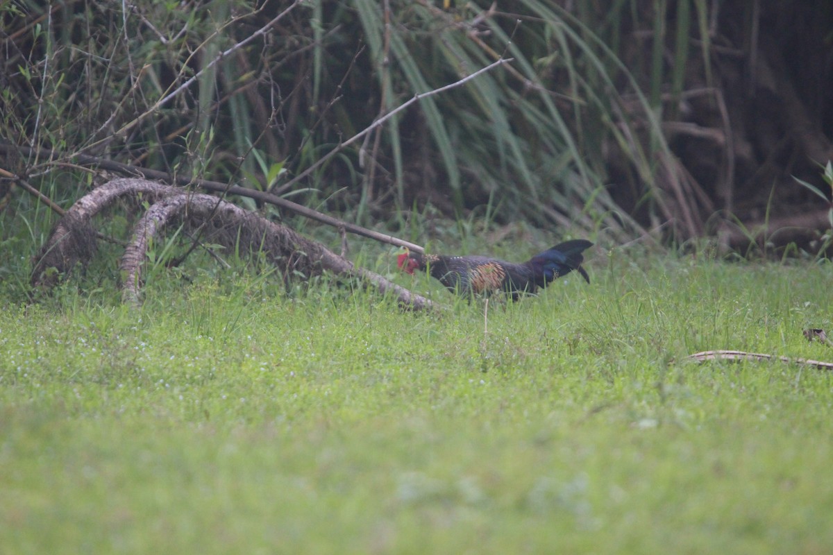 Gray Junglefowl - ML646264984