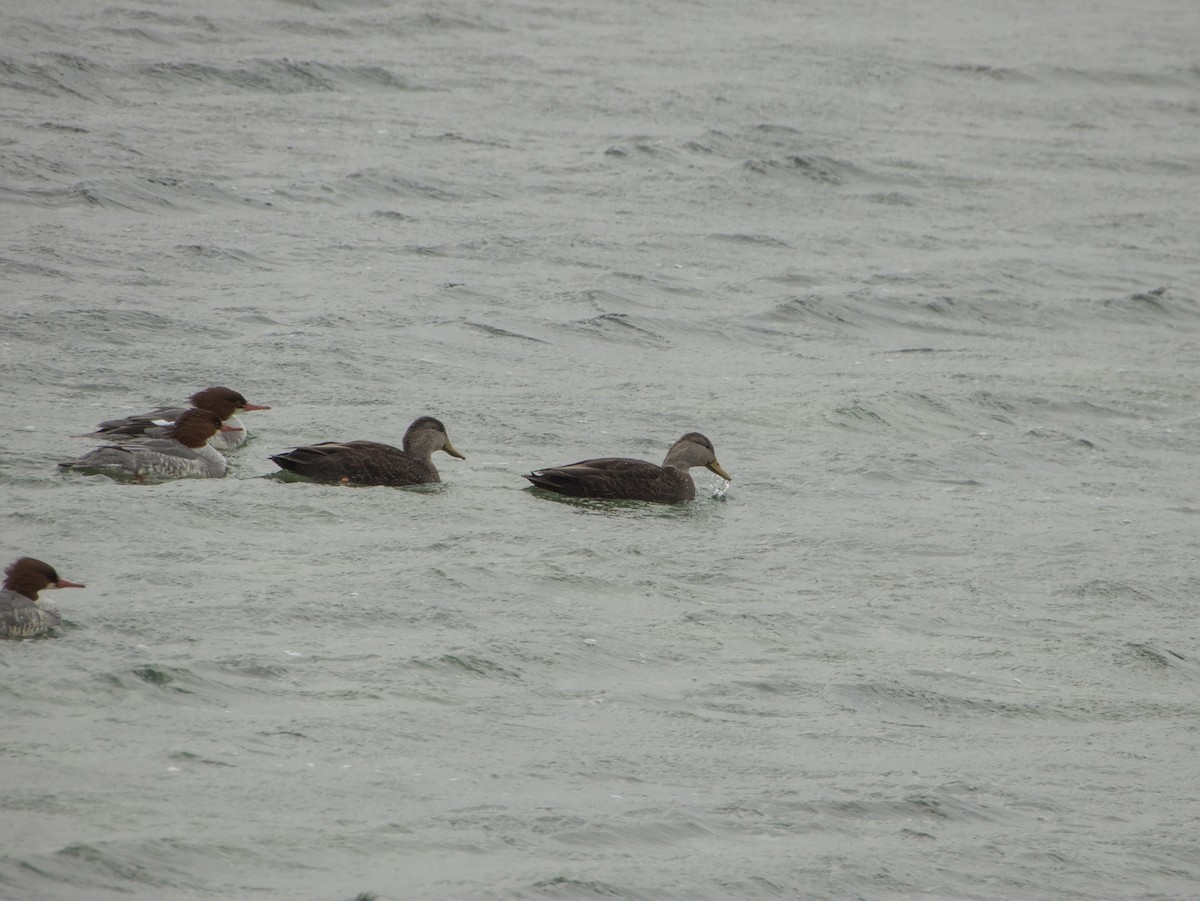 American Black Duck - ML646264985