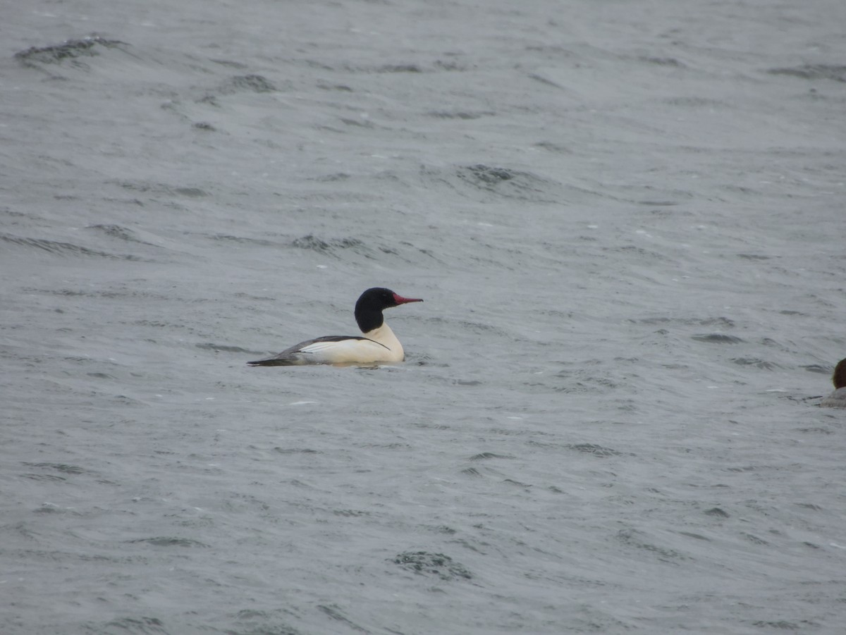 Common Merganser (North American) - ML646264987