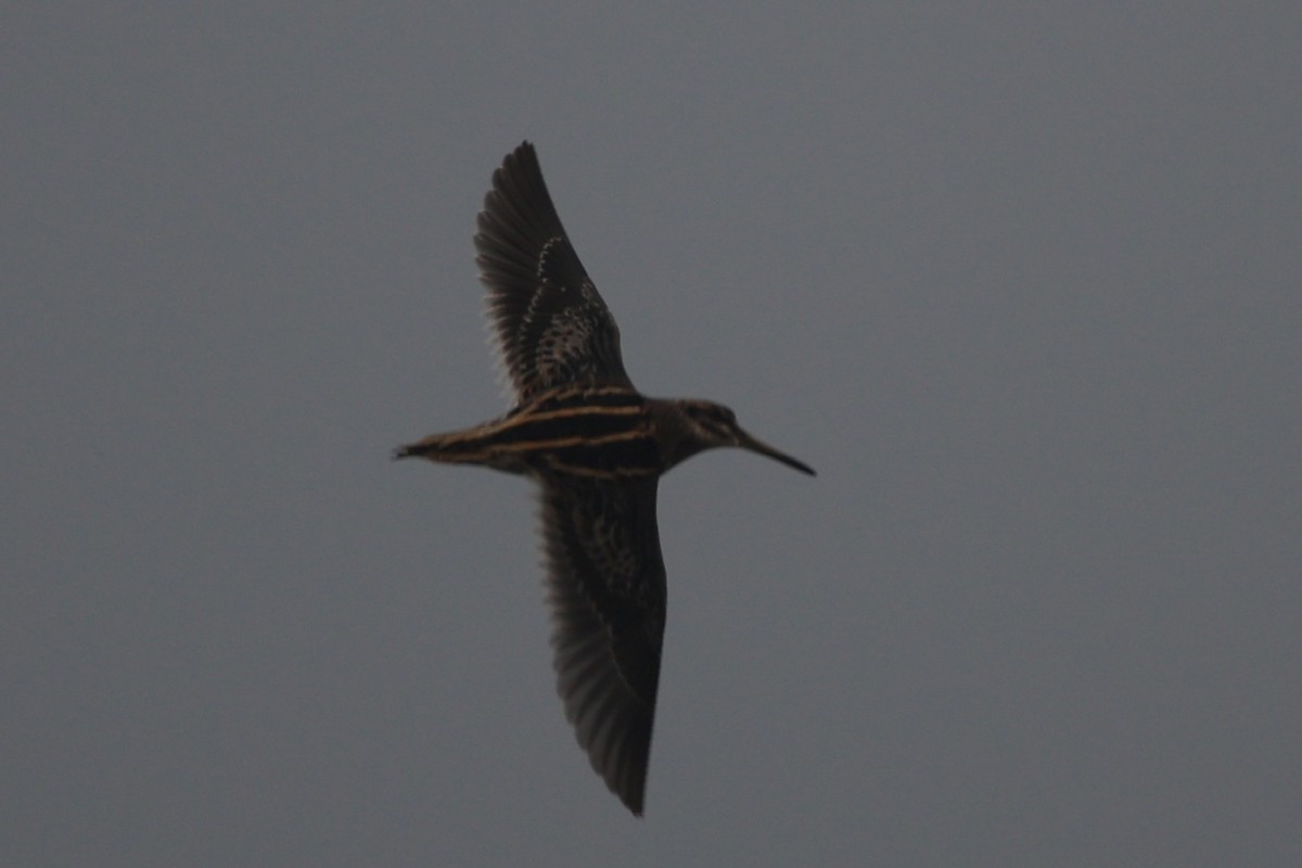 Istingor txikia - ML646264988