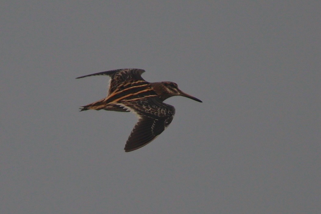 Istingor txikia - ML646264989