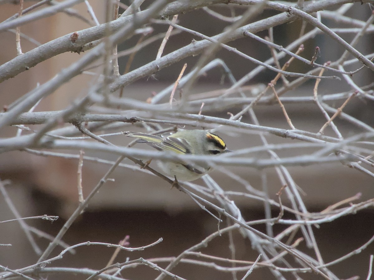 Golden-crowned Kinglet - ML646264993