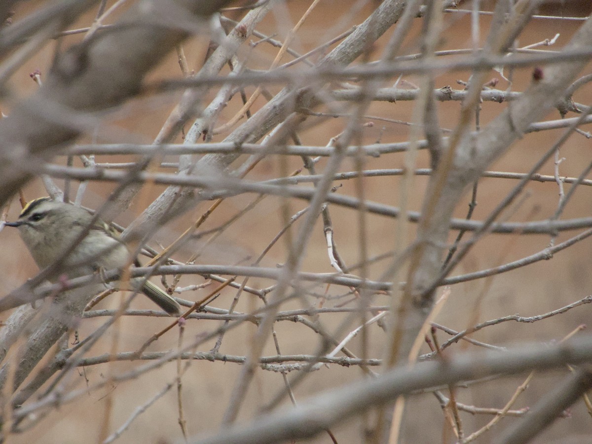 Golden-crowned Kinglet - ML646264994