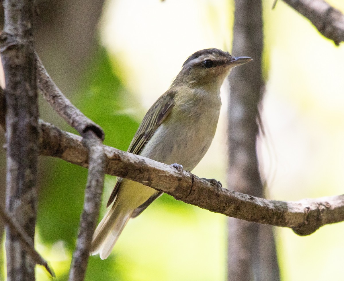 Chivi Vireo - ML646264995