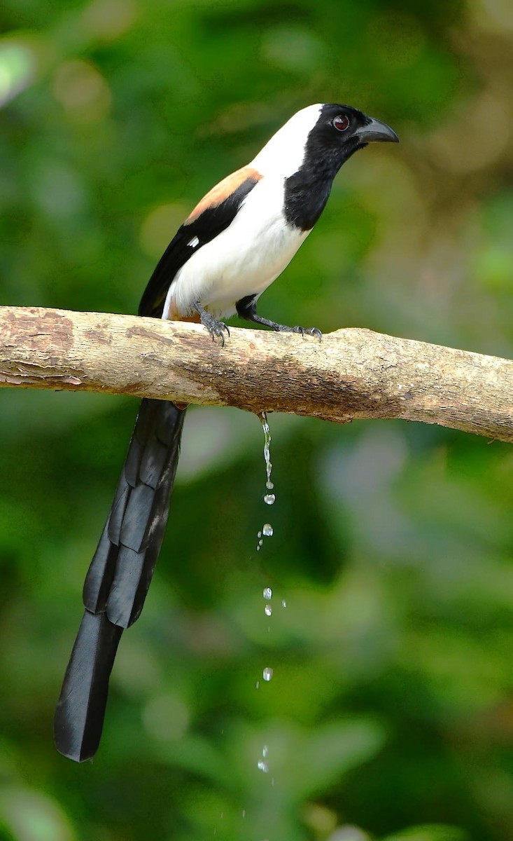 White-bellied Treepie - ML646264996