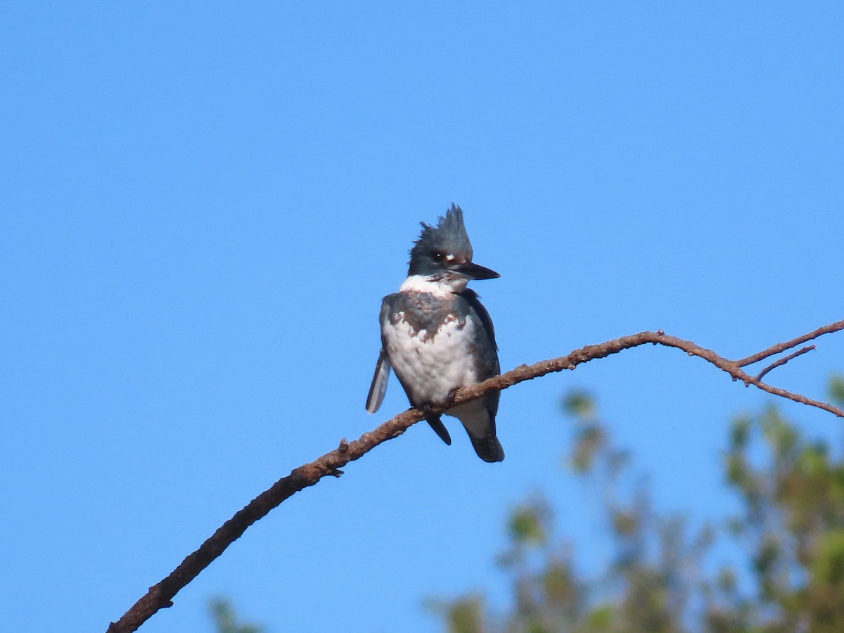 שלדג אמריקני - ML646264999