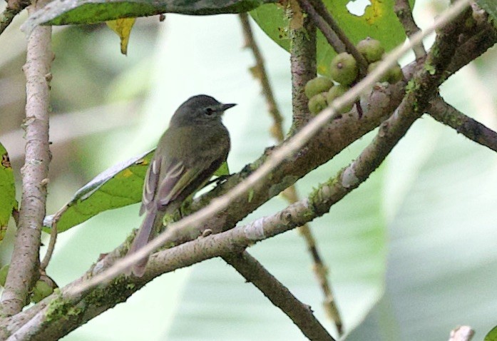 Greenish Elaenia - ML646265000