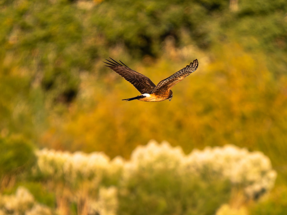 Northern Harrier - ML646265002