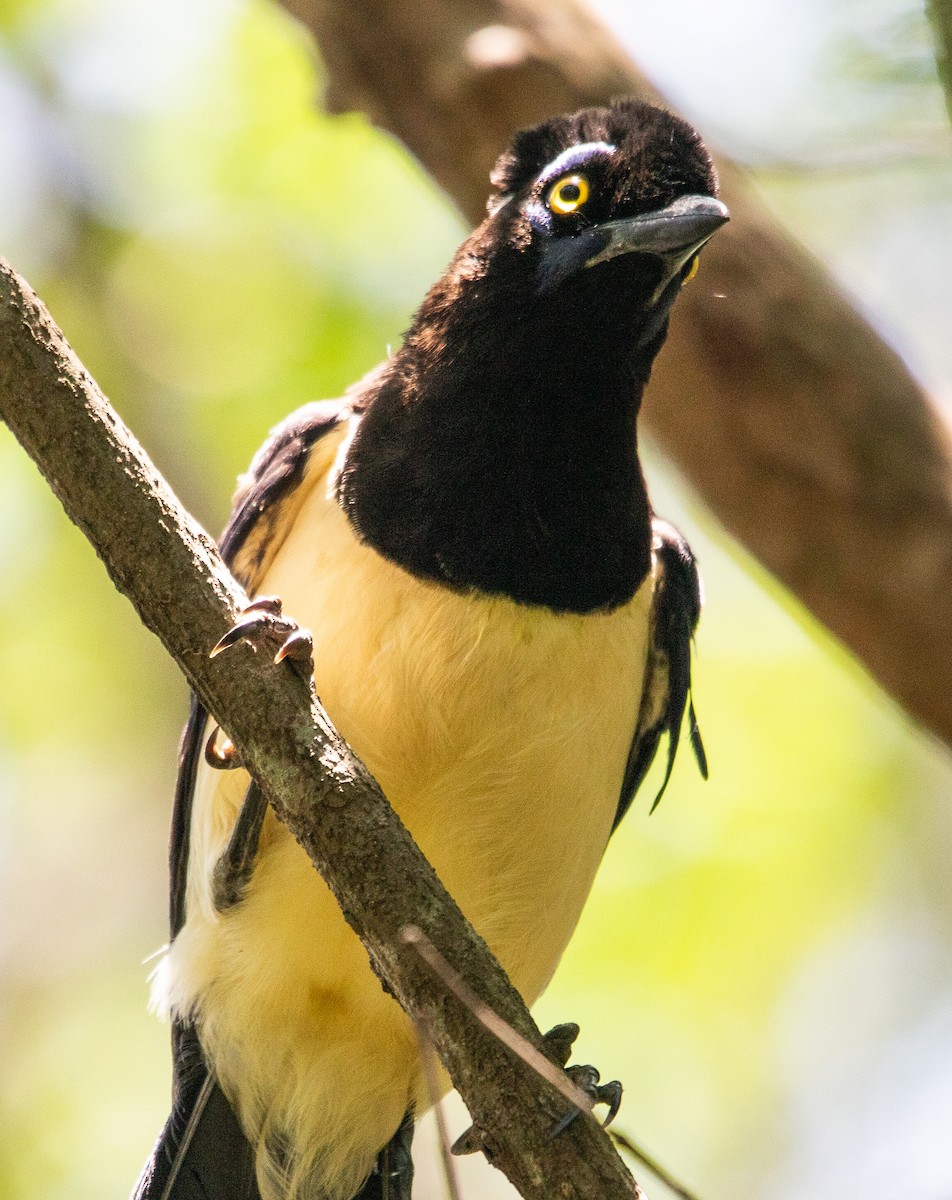 Plush-crested Jay - ML646265003