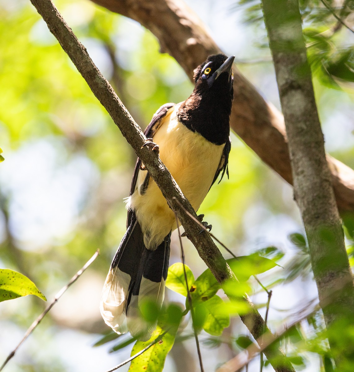 Plush-crested Jay - ML646265004