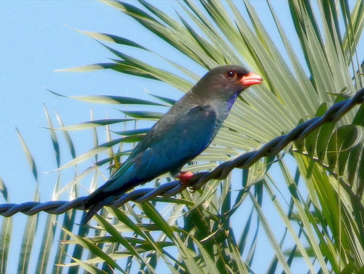 Dollarbird - ML646265005