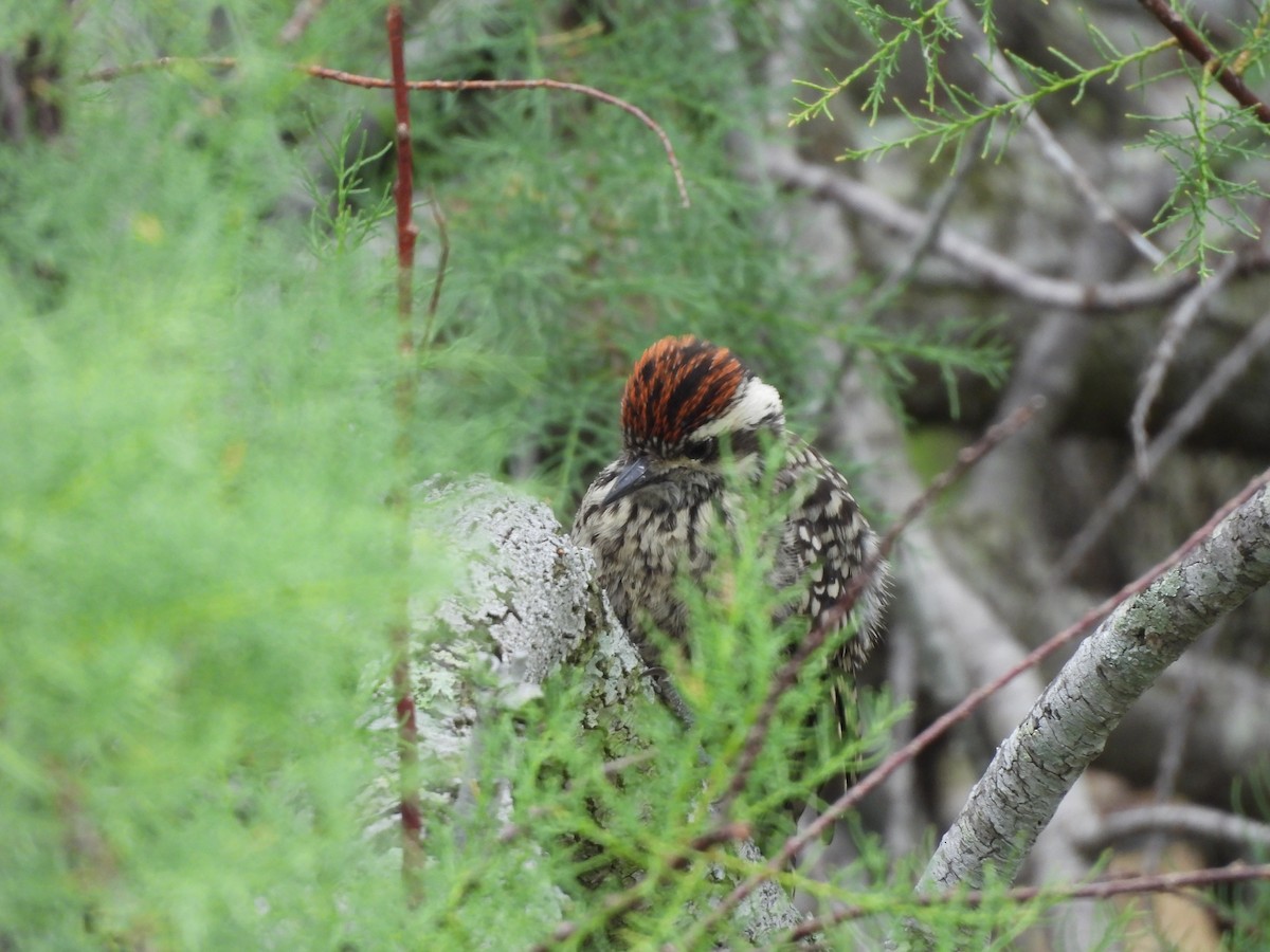 Checkered Woodpecker - ML646265006