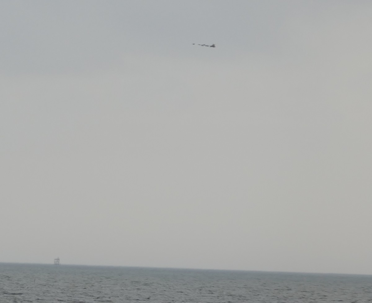 Anatinae sp. - ML646265008