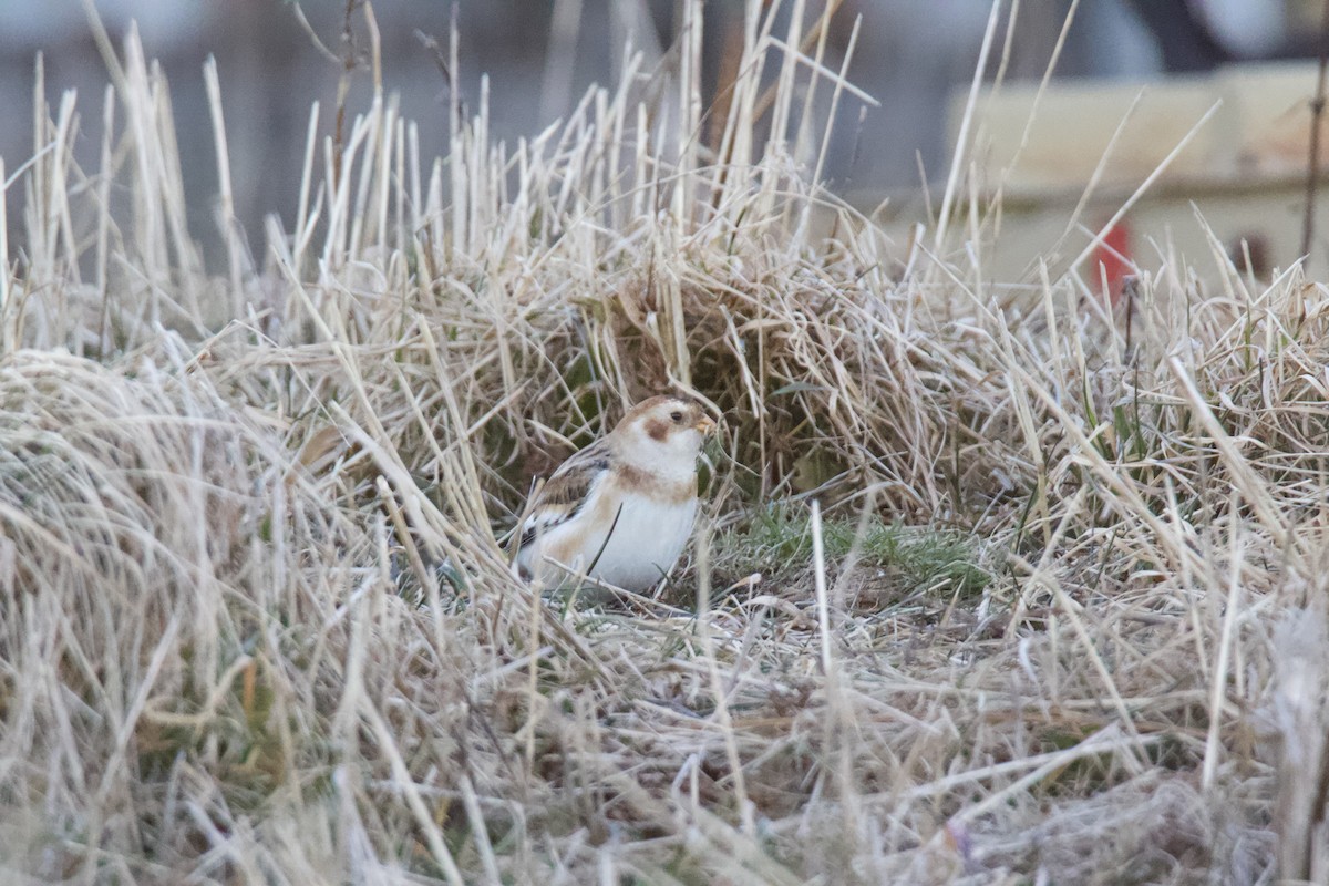 Snow Bunting - ML646265011