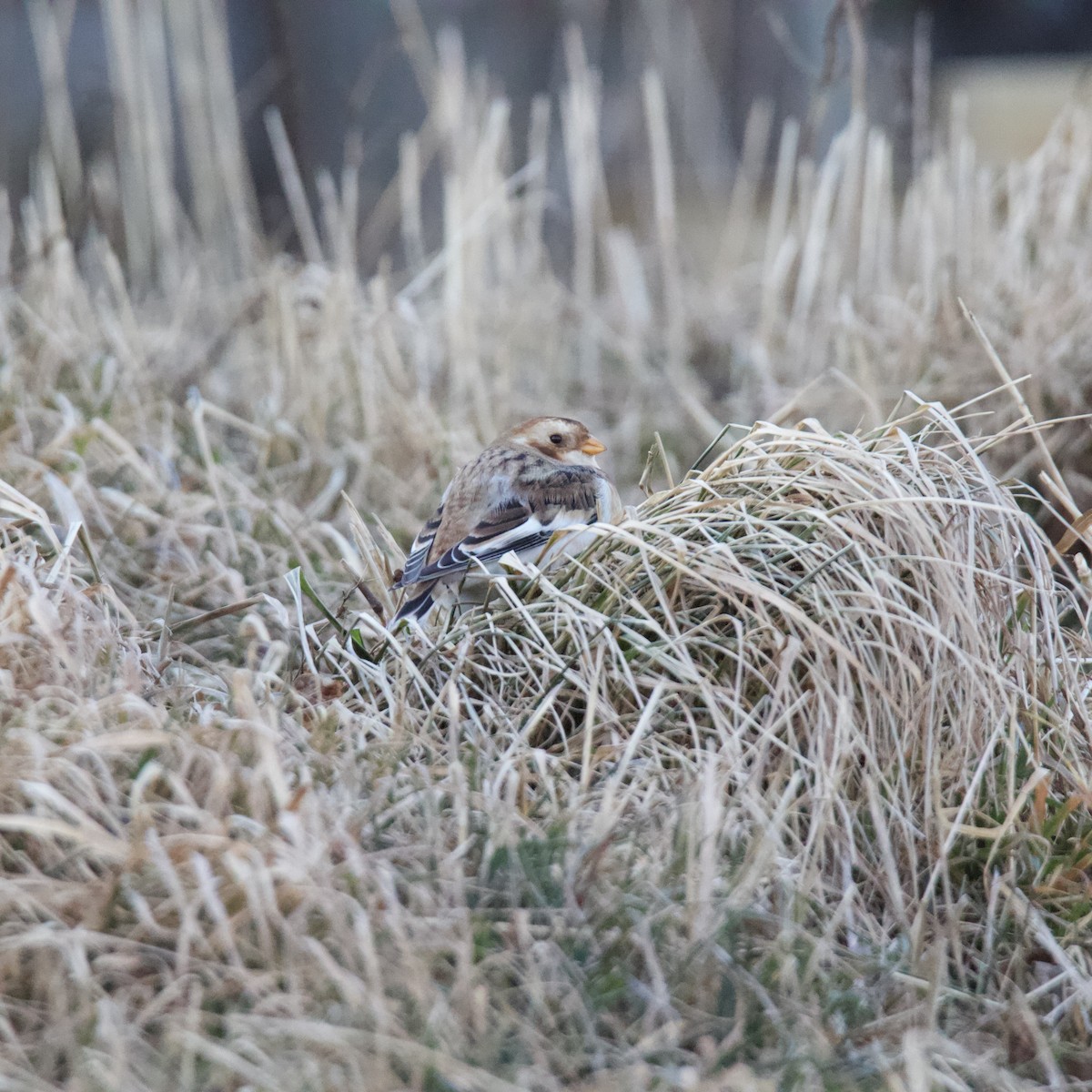 Snow Bunting - ML646265012
