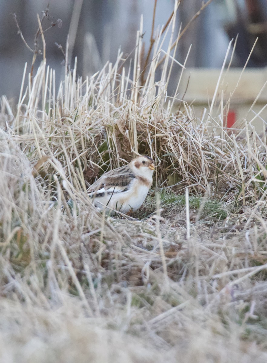 Snow Bunting - ML646265013