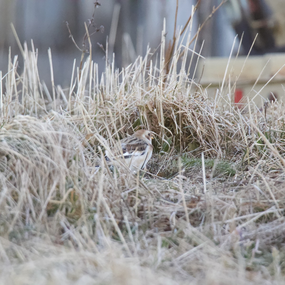 Snow Bunting - ML646265014
