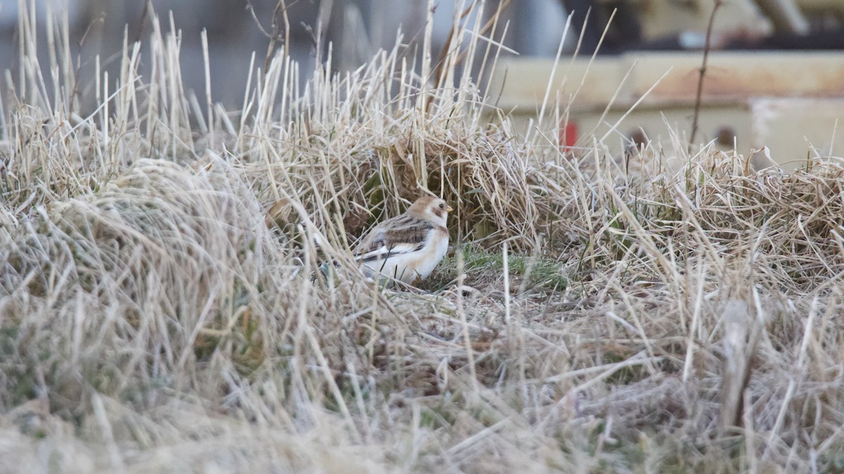 Snow Bunting - ML646265015