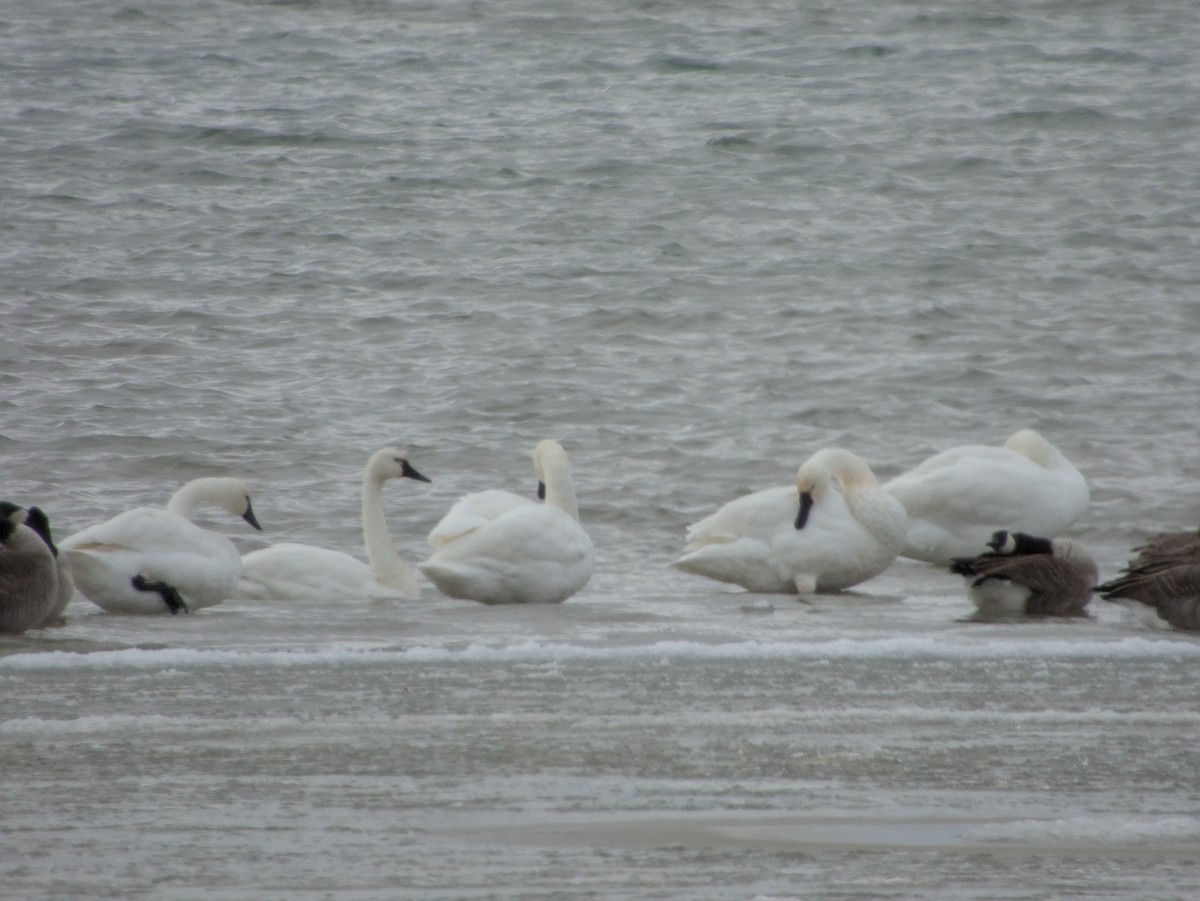 Tundra Swan (Whistling) - ML646265017
