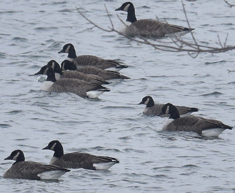 Cackling Goose (Richardson's) - ML646265019