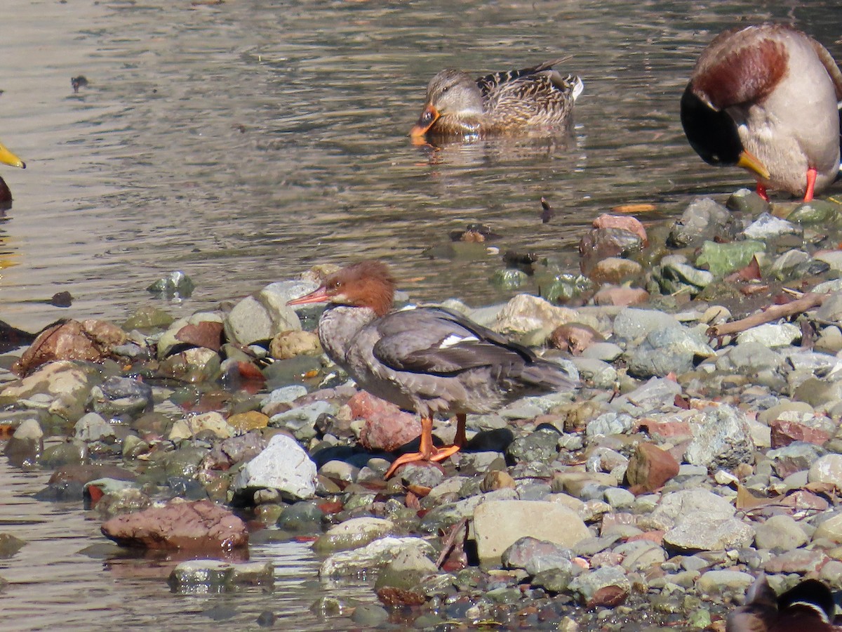 Common Merganser - ML646265020