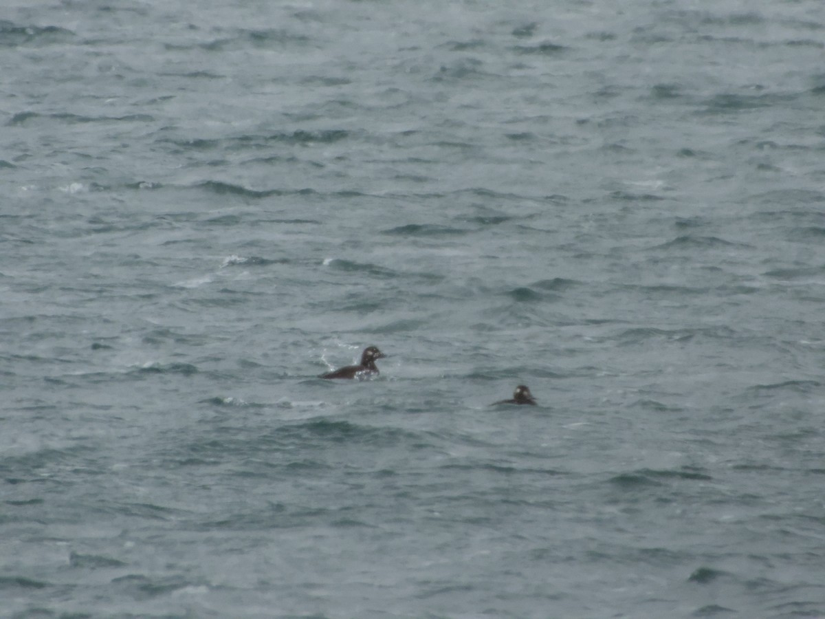 White-winged Scoter - ML646265021