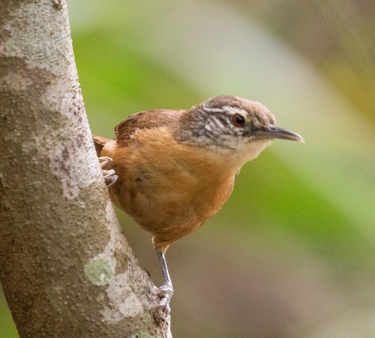 Buff-breasted Wren - ML646265022