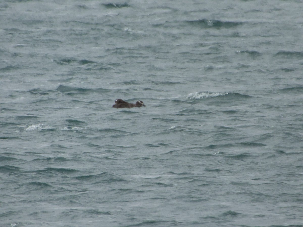 White-winged Scoter - ML646265023
