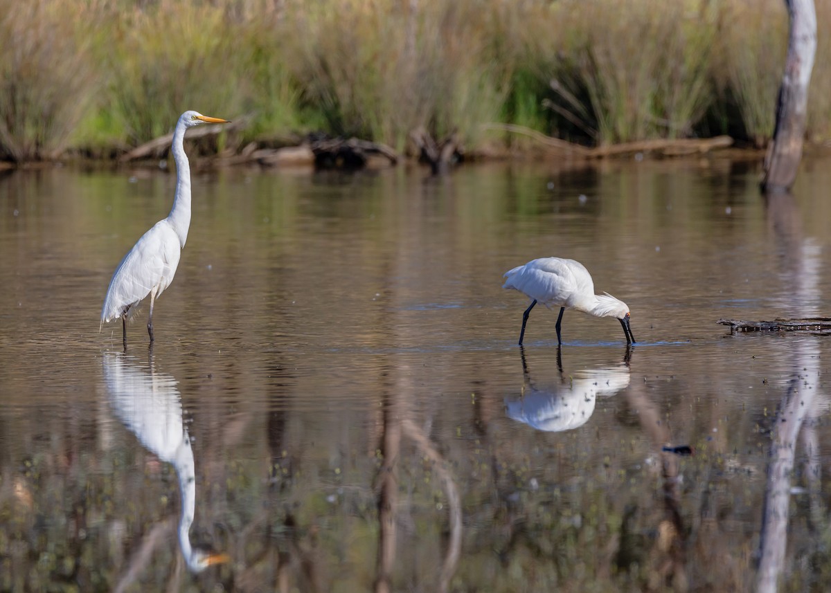 Great Egret - ML646265024