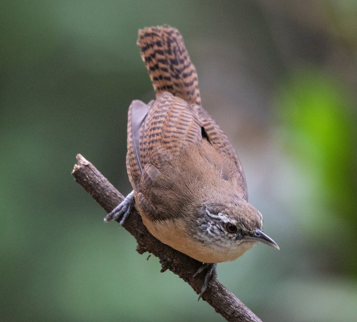 Buff-breasted Wren - ML646265026