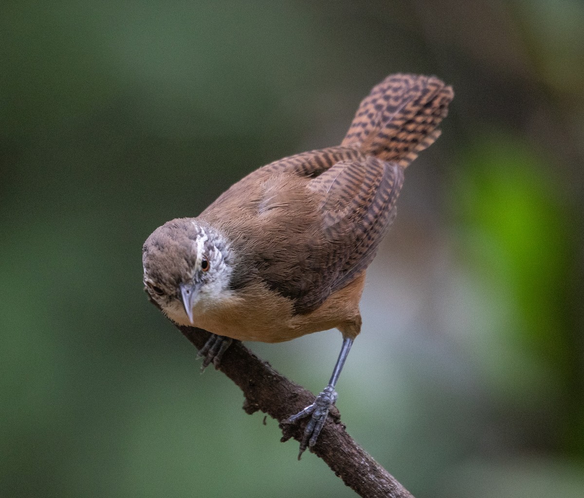 Buff-breasted Wren - ML646265027