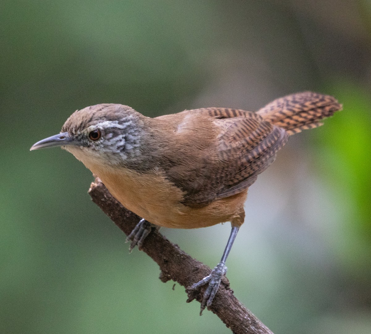 Buff-breasted Wren - ML646265028