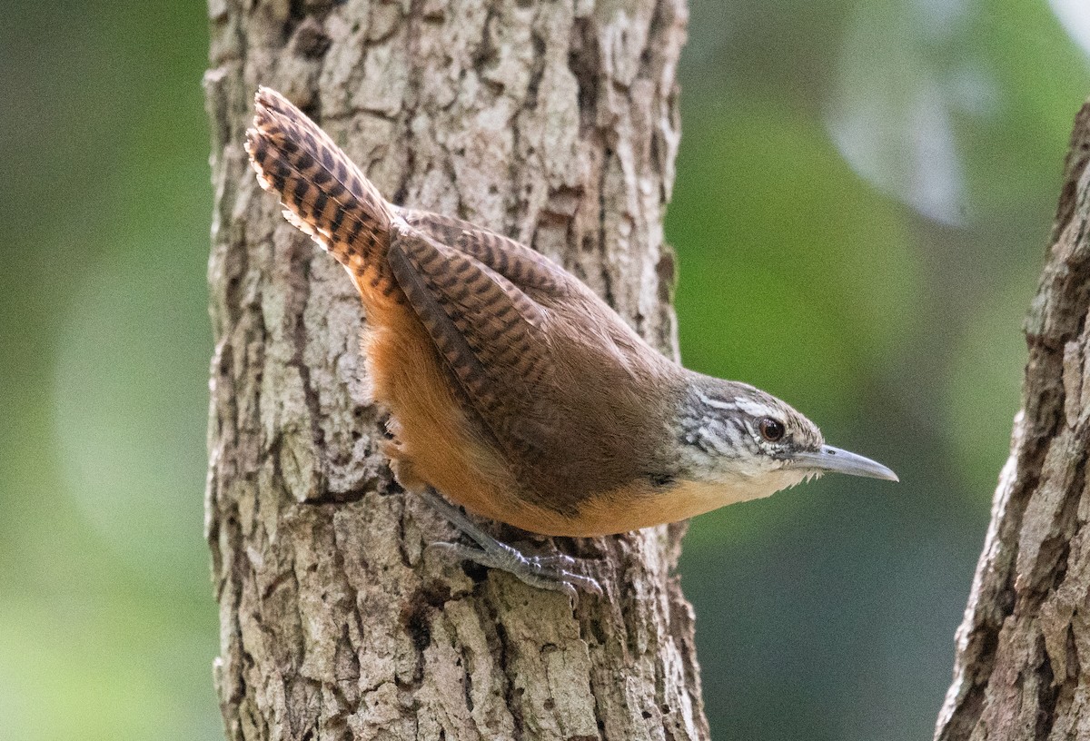 Buff-breasted Wren - ML646265029