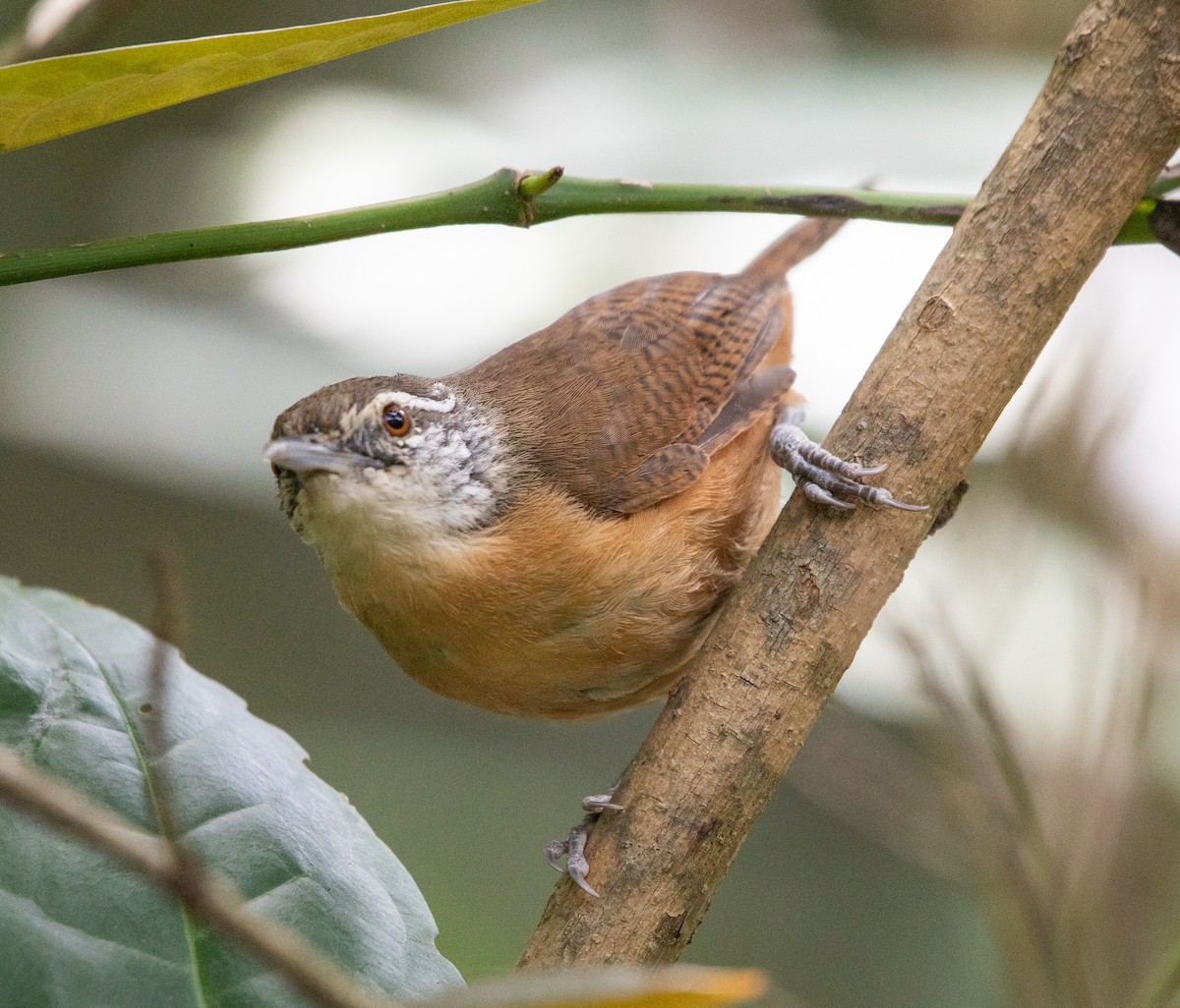 Buff-breasted Wren - ML646265031
