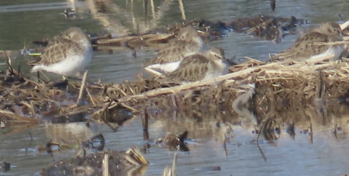 ハマシギ - ML646265034