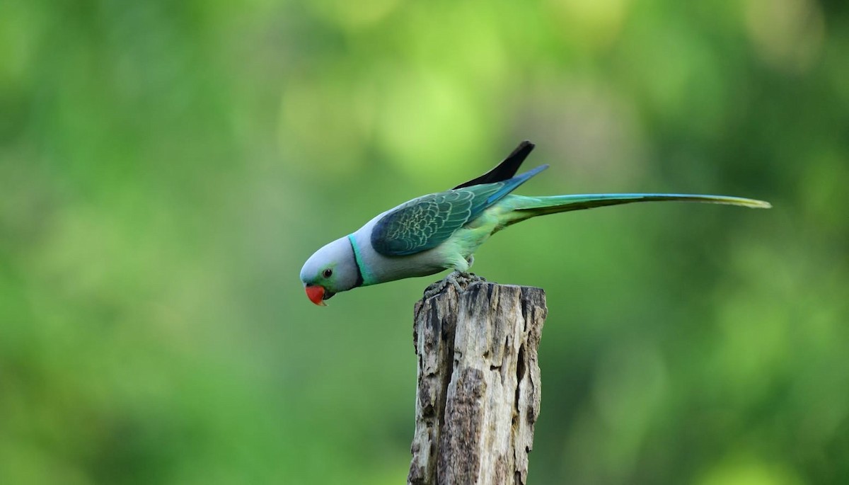 Malabar Parakeet - ML646265039