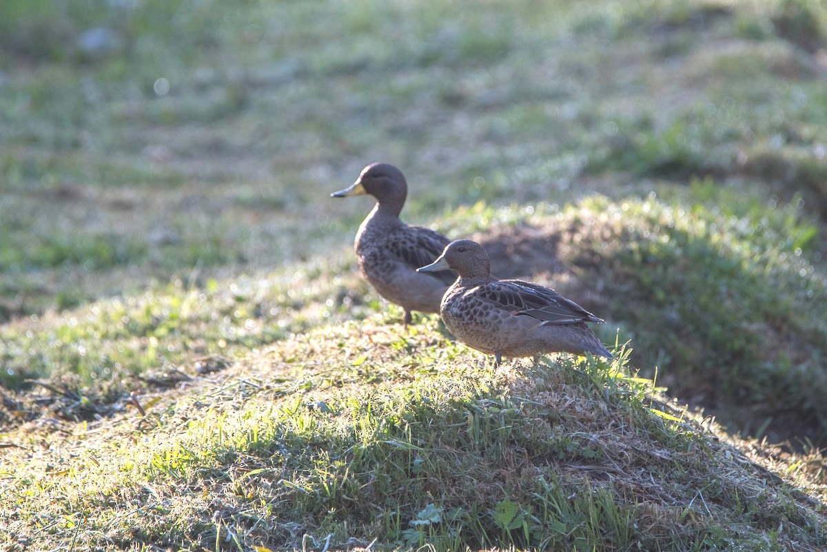 Yellow-billed Teal - ML646265040