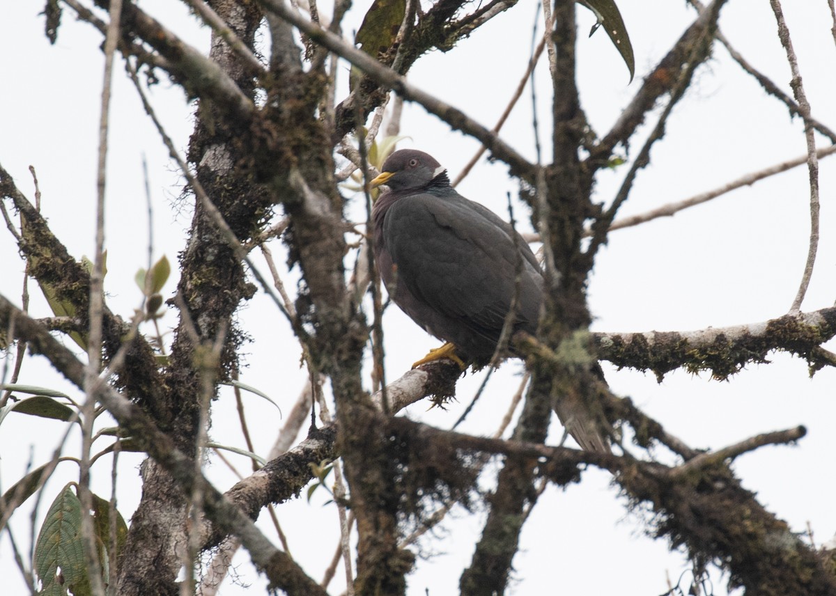 Band-tailed Pigeon - ML646265042