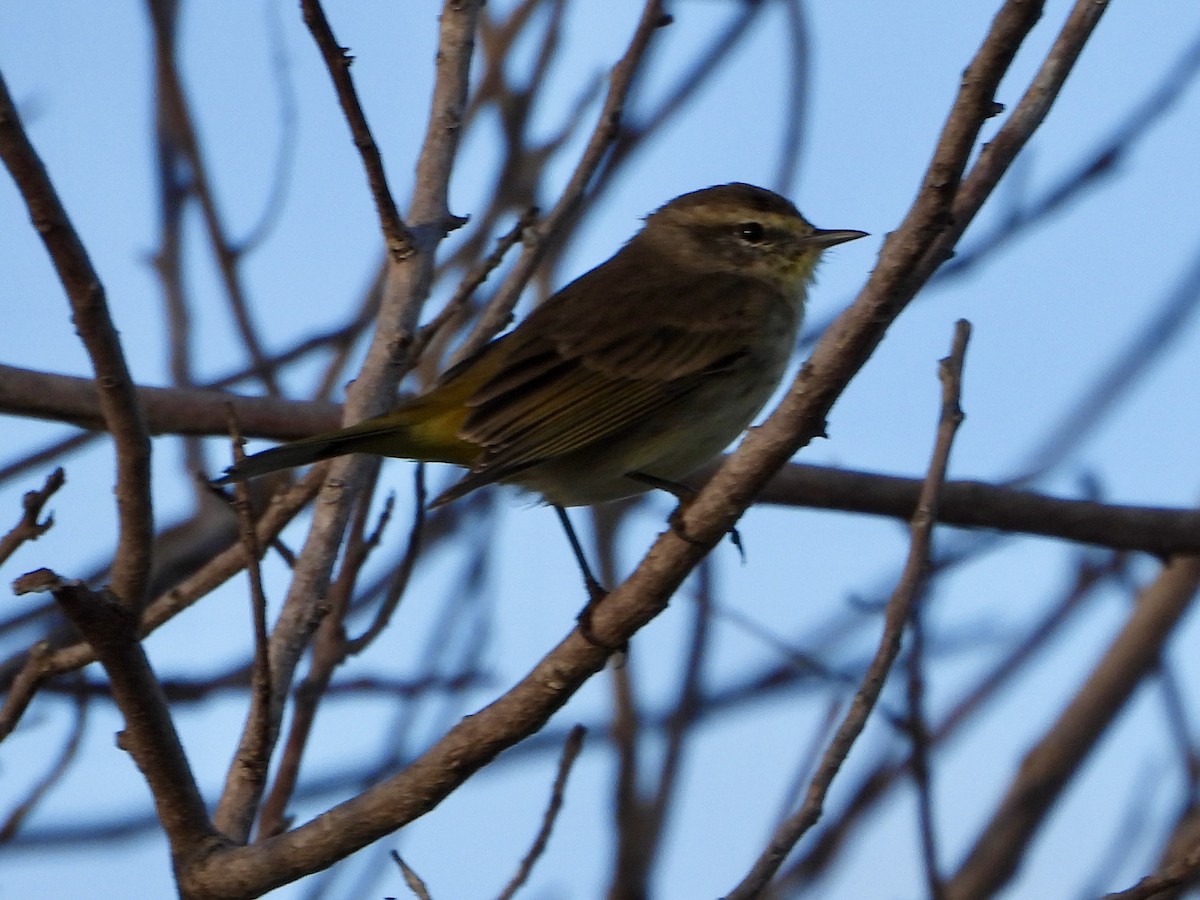 Palm Warbler - ML646265047