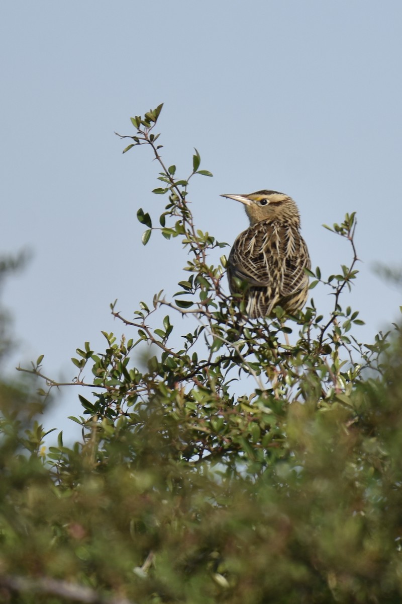 Eastern Meadowlark - ML646265056