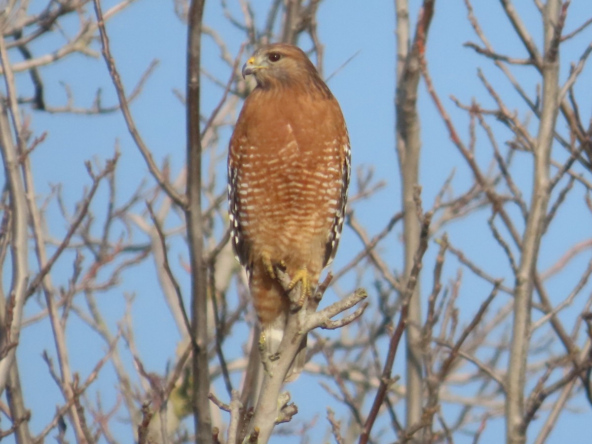 Red-shouldered Hawk - ML646265062