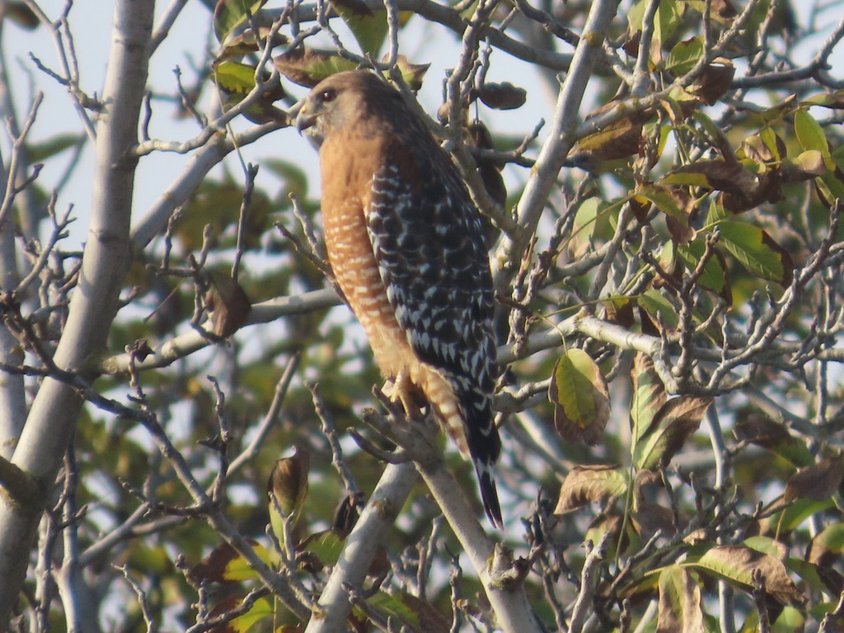 Red-shouldered Hawk - ML646265063