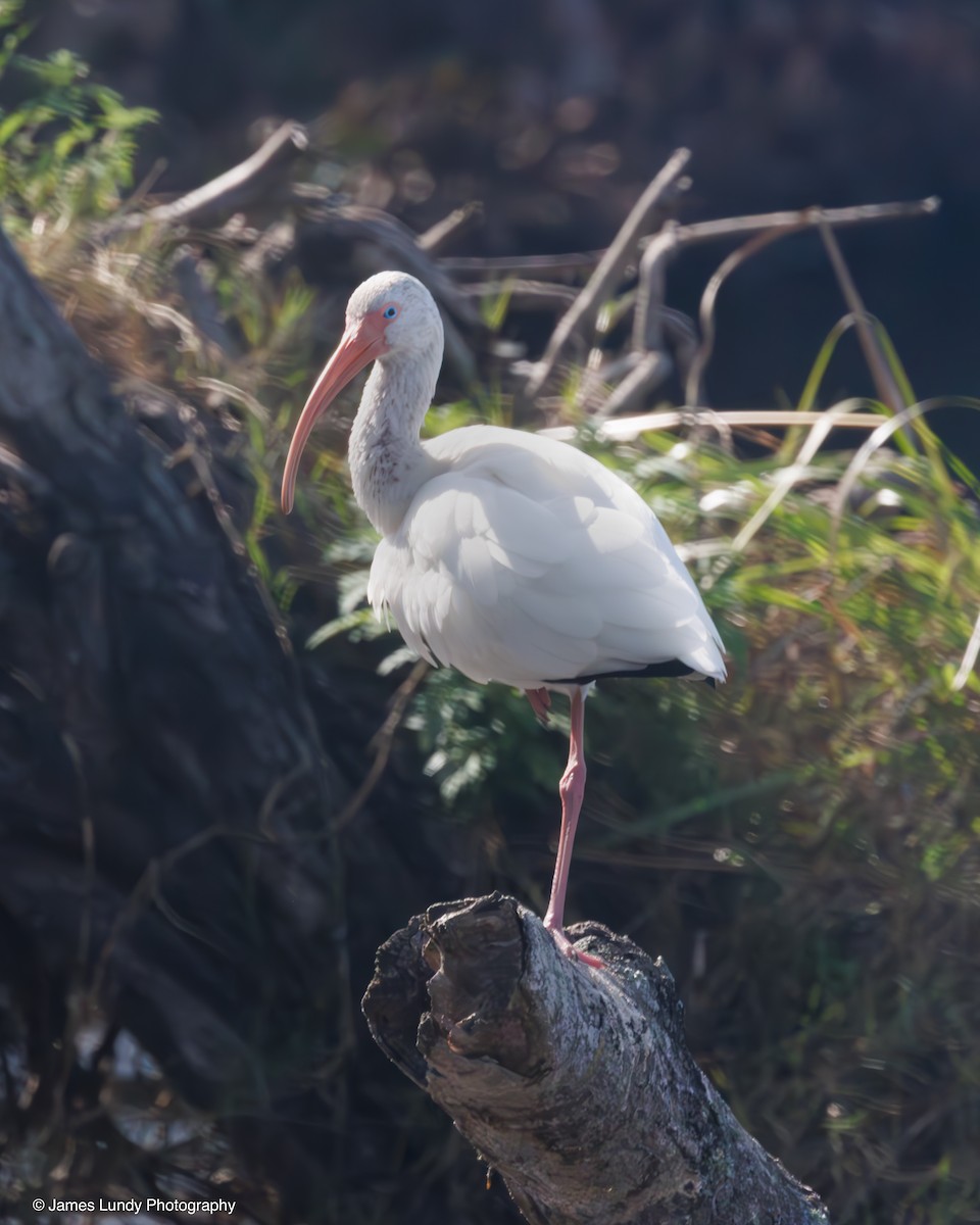 White Ibis - ML646265066