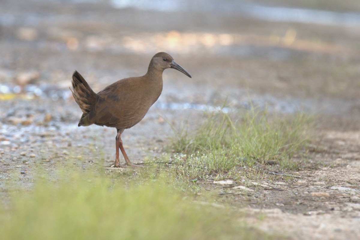 Plumbeous Rail - ML646265068