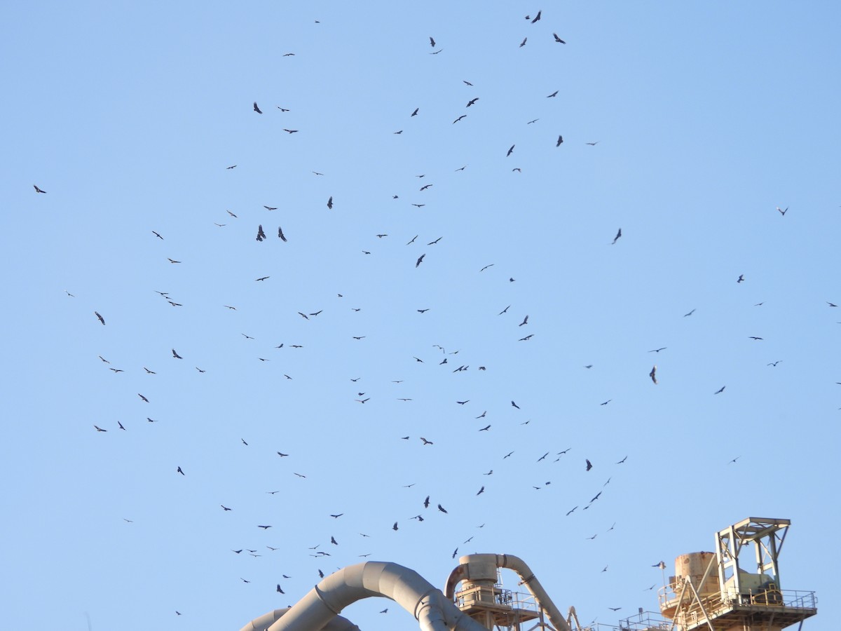 Black Vulture - ML646265071