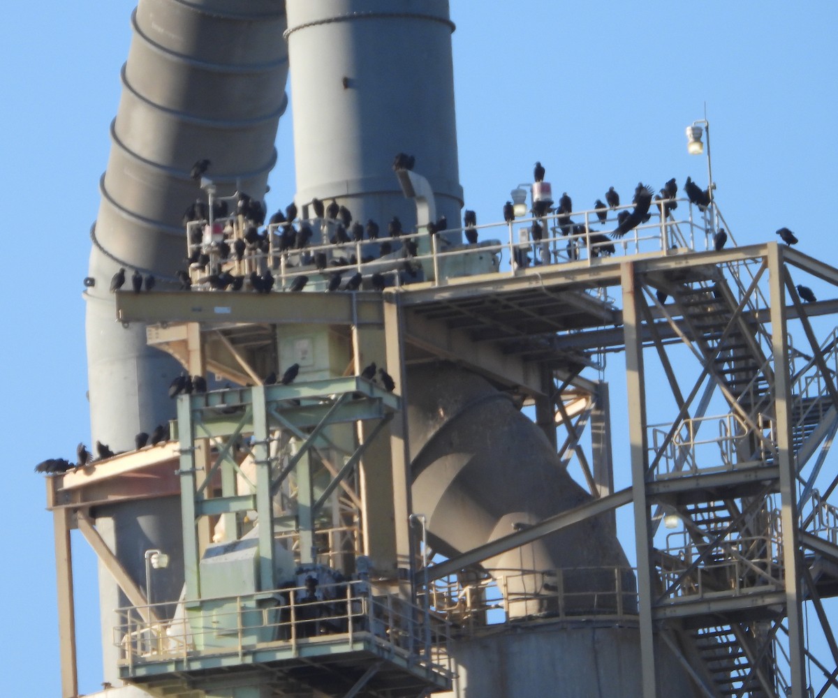 Black Vulture - ML646265072