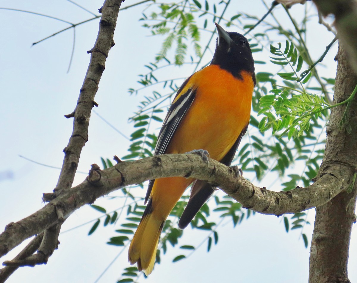 Baltimore Oriole - ML646265073